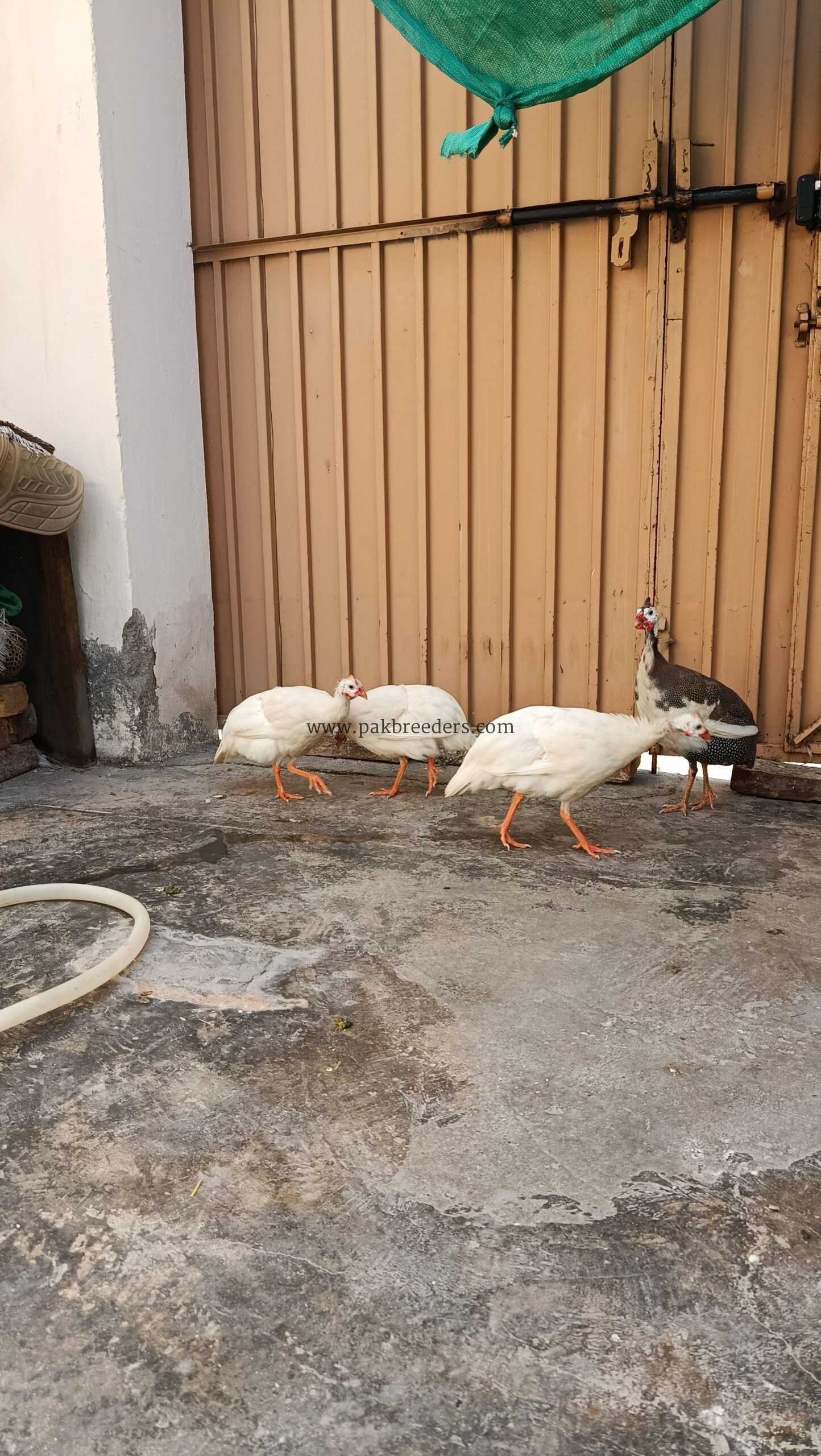 Guinea Fowl (Chakor, Teetri)