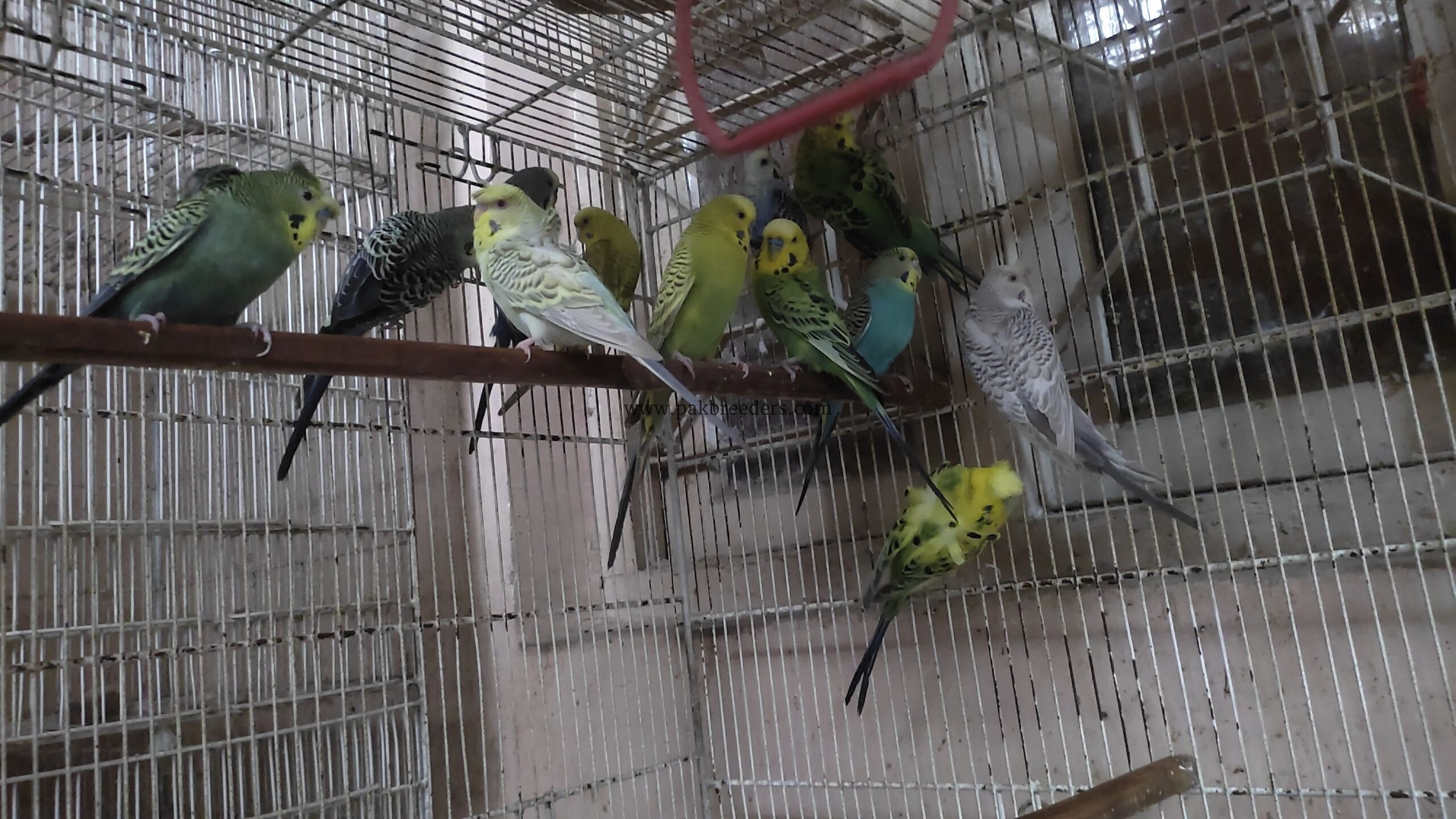 Fellow Hogo / Black Wing Split