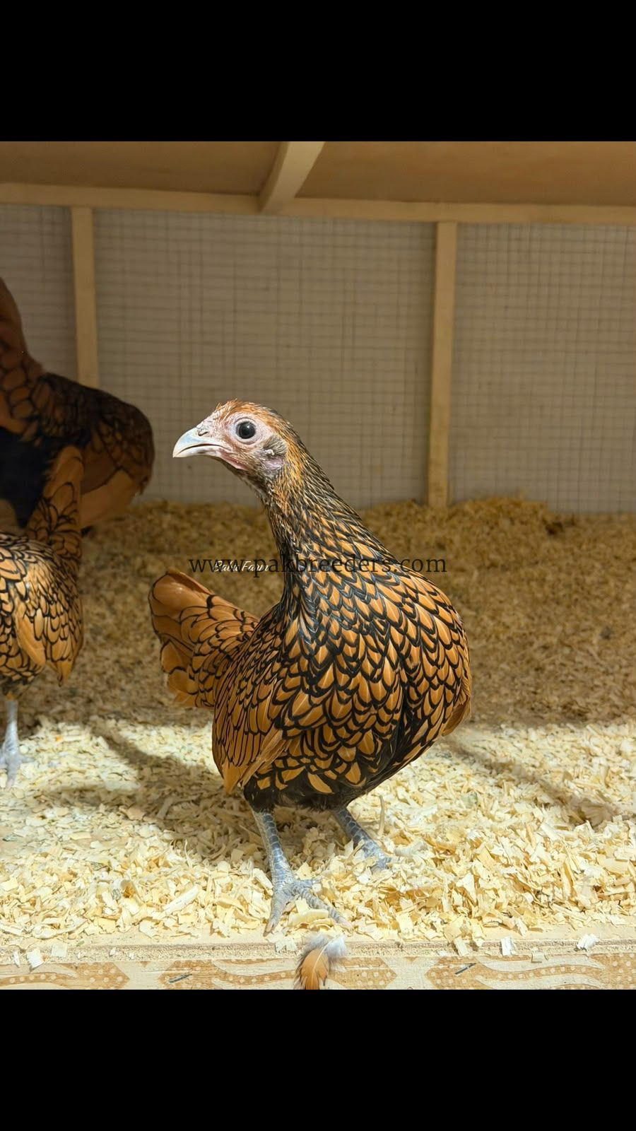 Golden subrite pair
