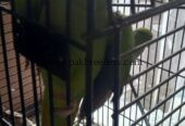 Ringneck Breeder Female