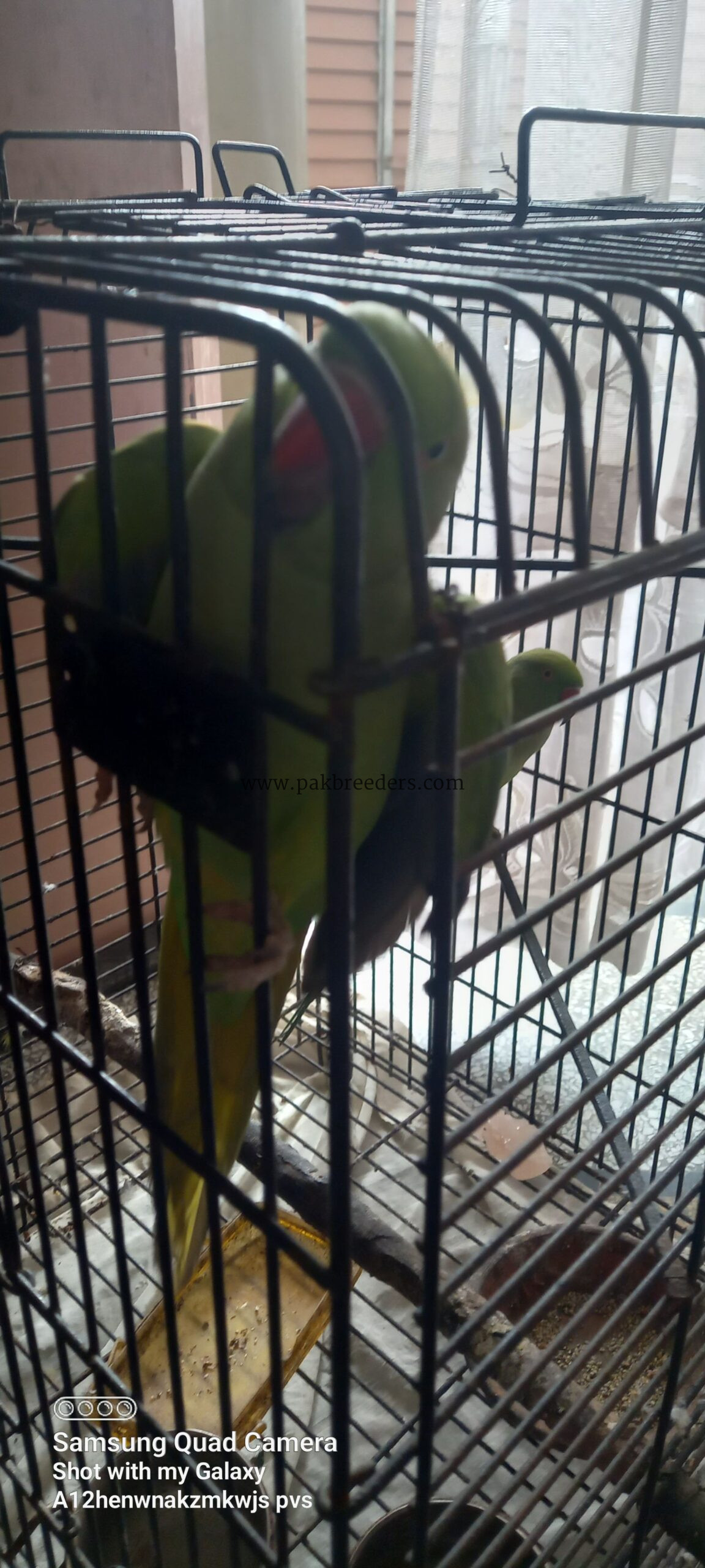 Ringneck Breeder Female