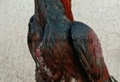 🔥 Pure Mianwali Male Aseel – 2 Years