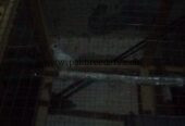 Dove breeder pair ha