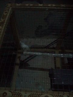 Dove breeder pair ha