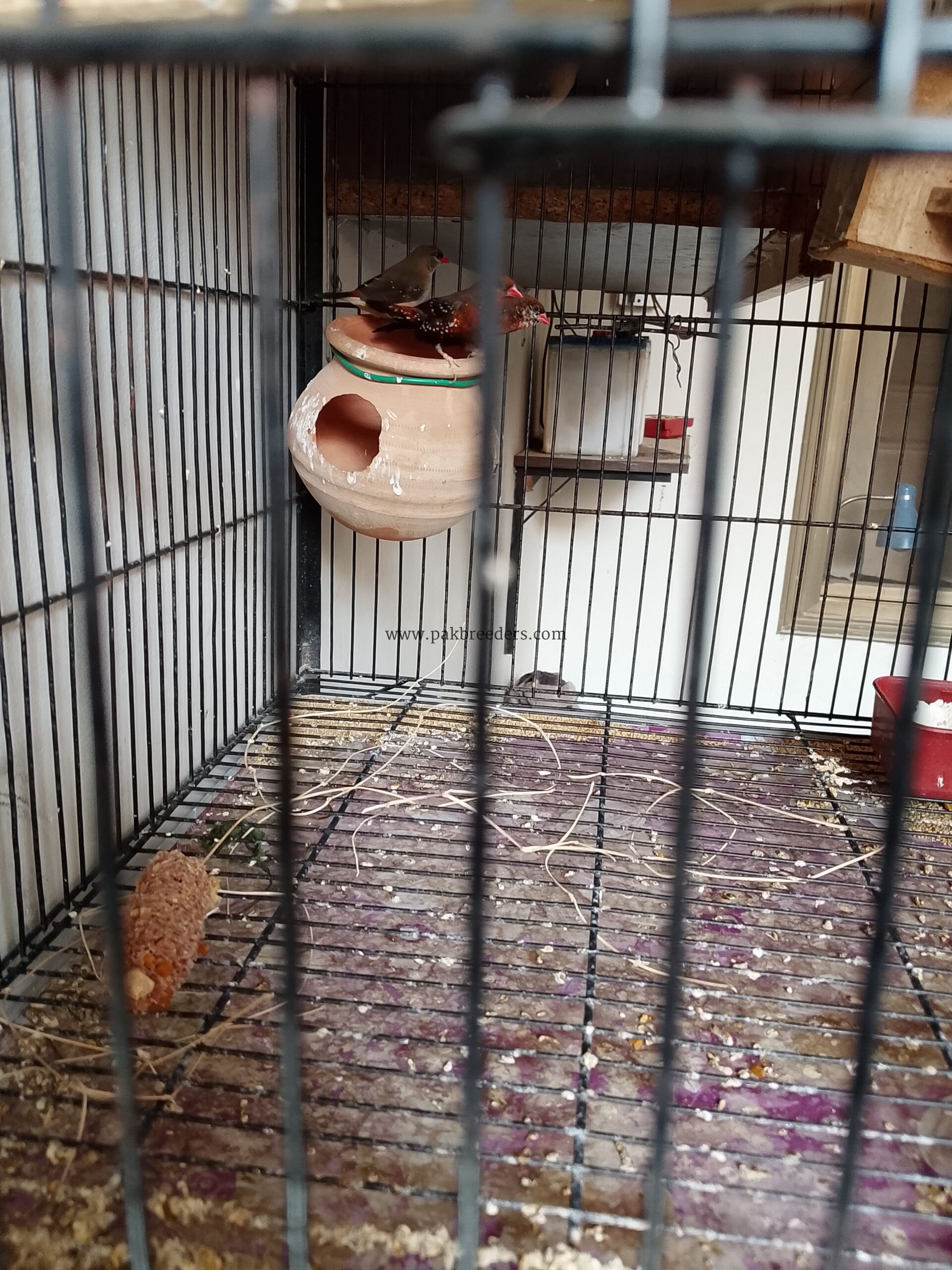 Strawberry 🍓 Finch
