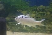 Pure White koi pair