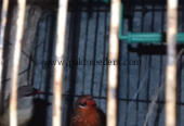 Strawberry finch pair