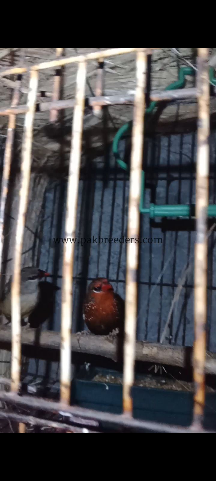 Strawberry finch pair