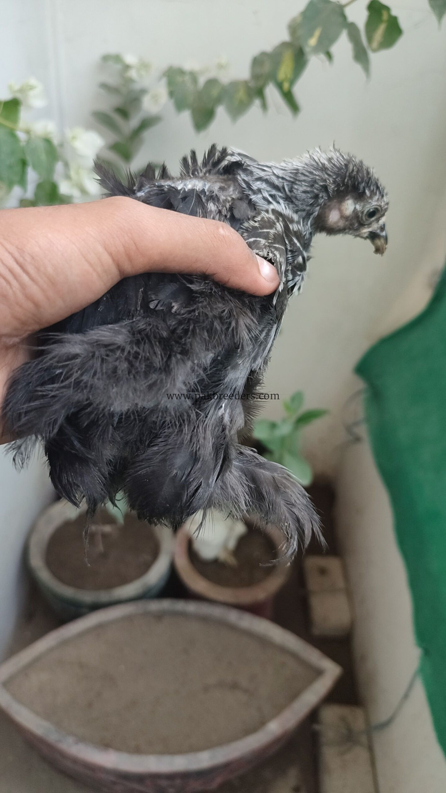 Cochin bantom chick