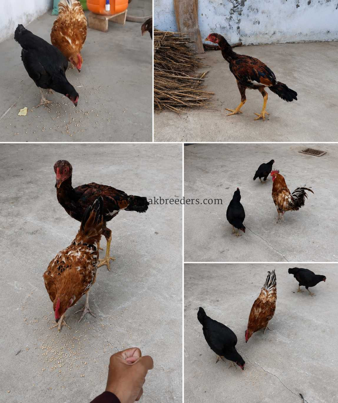 🖤🔥 URGENT SALE — BIRDS AVAILABLE 🔥🖤 🐔 2 سیل اصیل مرغیاں 🐓 1 سیل اصیل مرغا 🐓 1 گولڈن مشری مرغا 🐦 کوکٹیل کا 1 جوڑا — Ino 🦜 گرین آسٹریلین کا 1 جوڑا تمام پرندے بالکل صحت مند، ایکٹو اور خوبصورت ہیں۔ ❤️‍🔥 🚨 ارجنٹ سیل کرنی ہے، جس بھائی نے لینا ہو جلدی رابطہ کرے۔ 📍 لوکیشن: سلنوالی 📞 صرف سنجیدہ خریدار رابطہ کریں۔