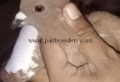 fancy pigeon gandedar