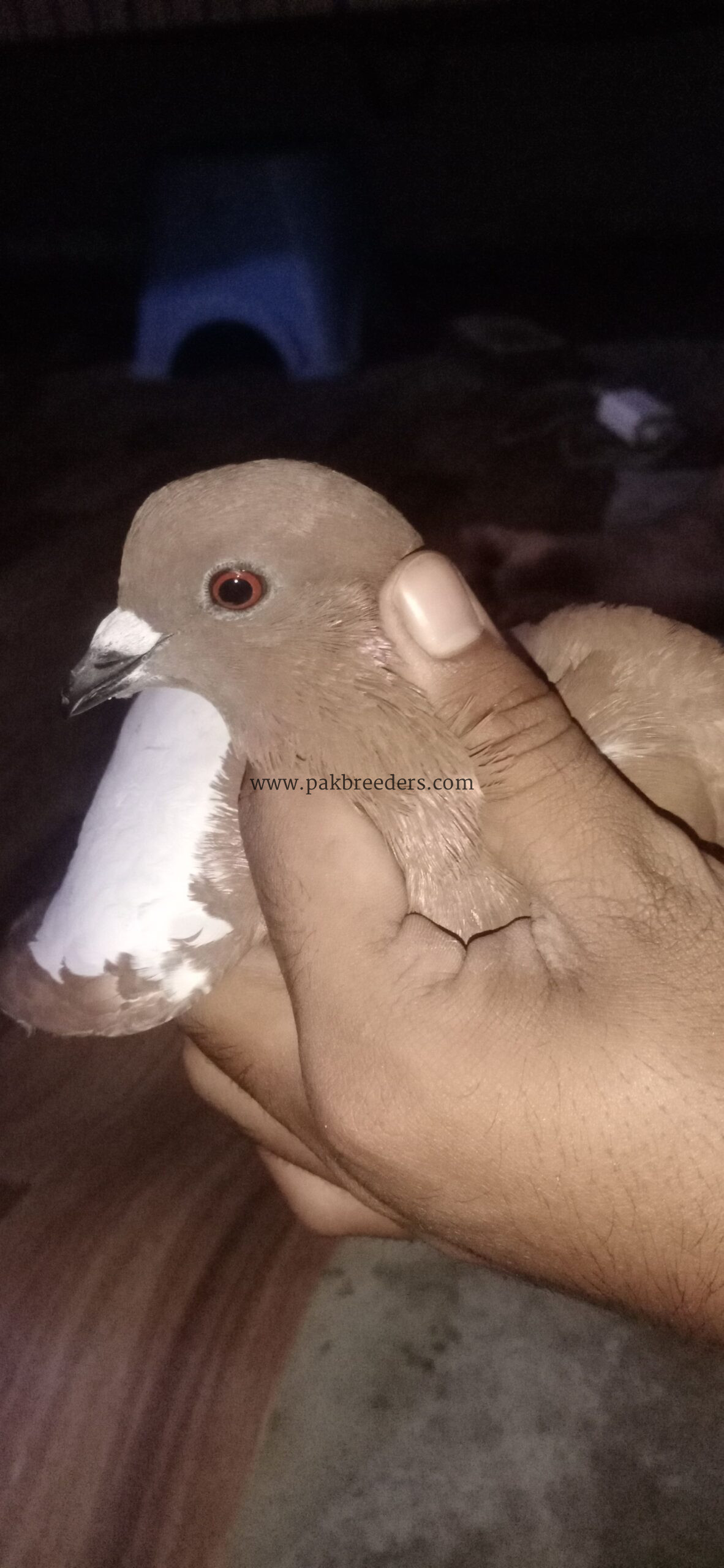 fancy pigeon gandedar