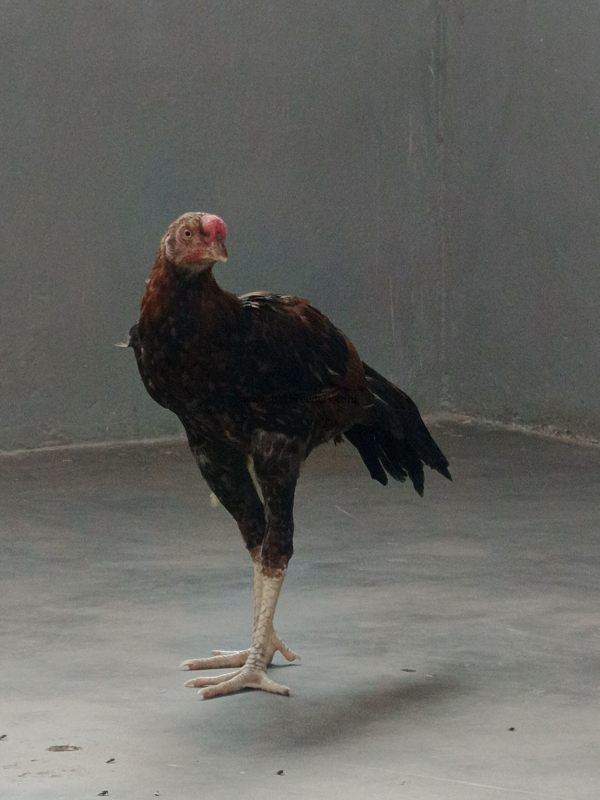 Aseel murgha murghi