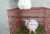 Angora rabbit for sale