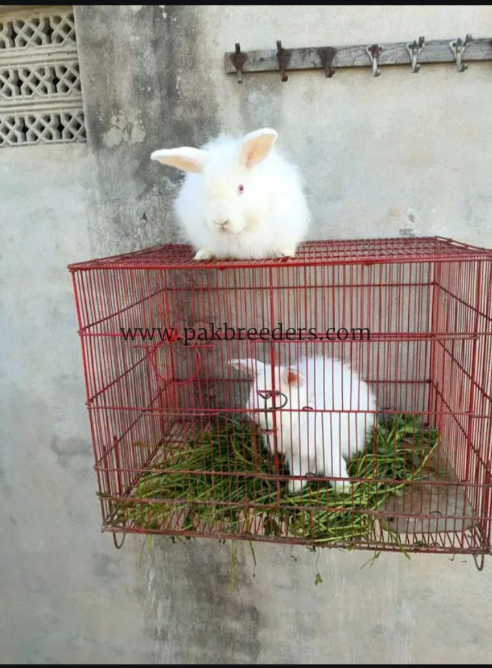 Angora rabbit for sale