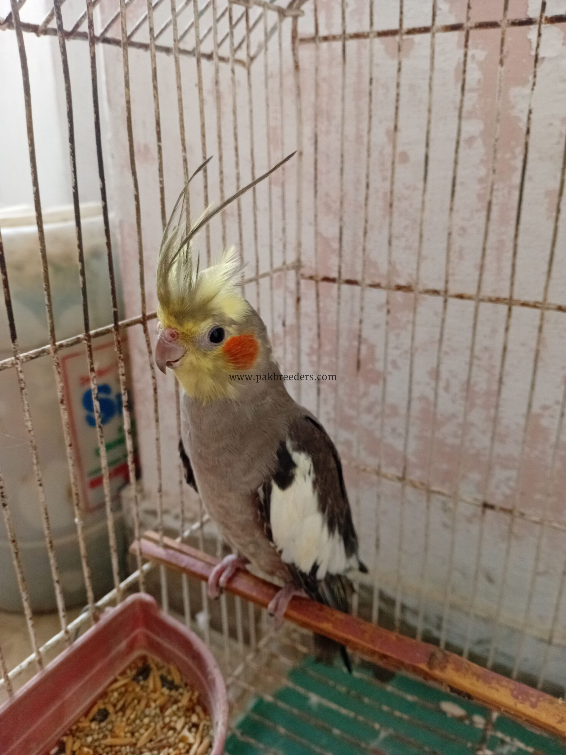 Cocktaiel patha for hand tame purpose