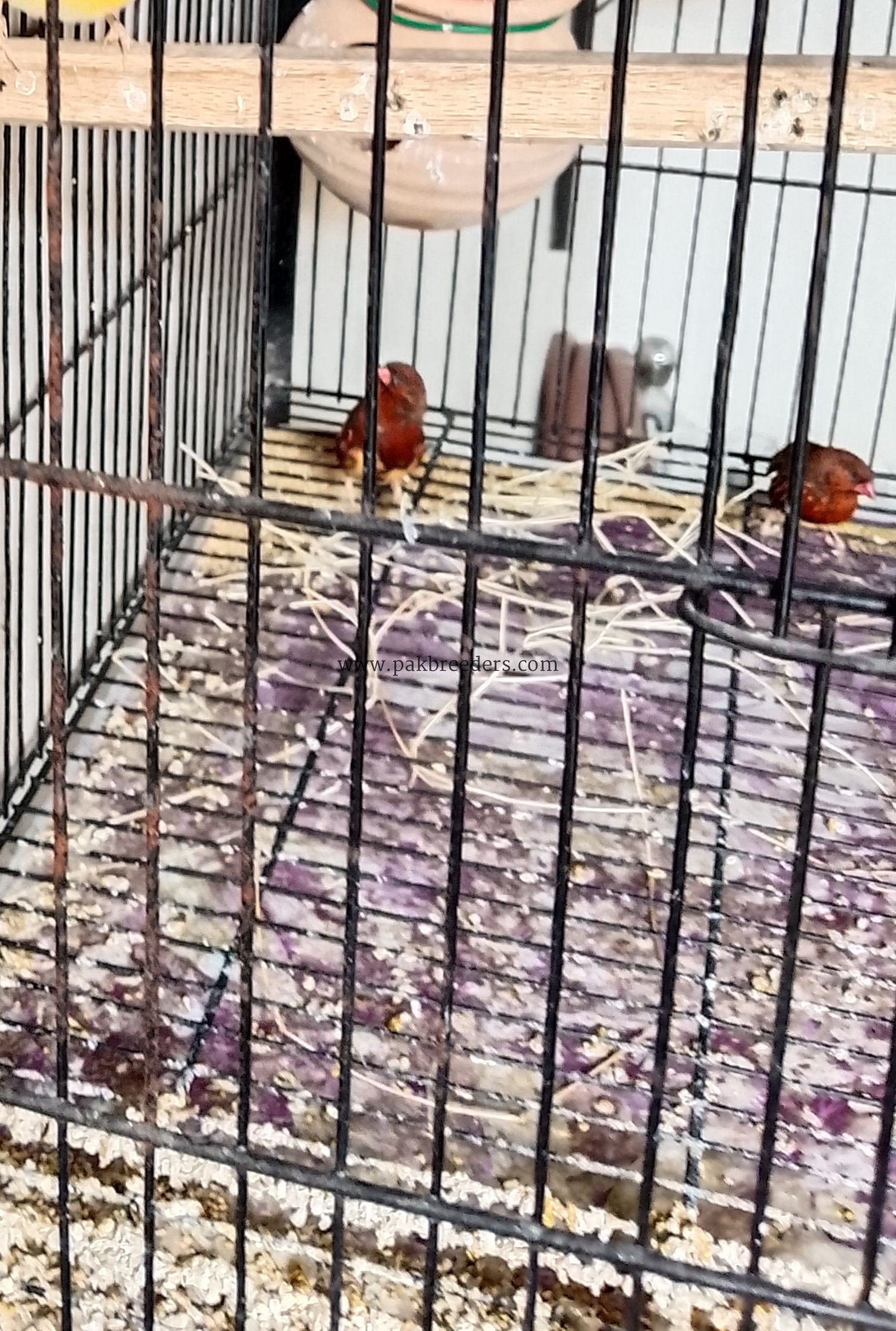 Strawberry 🍓 Finch