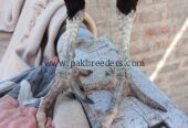 Amroha aseel breeder madi