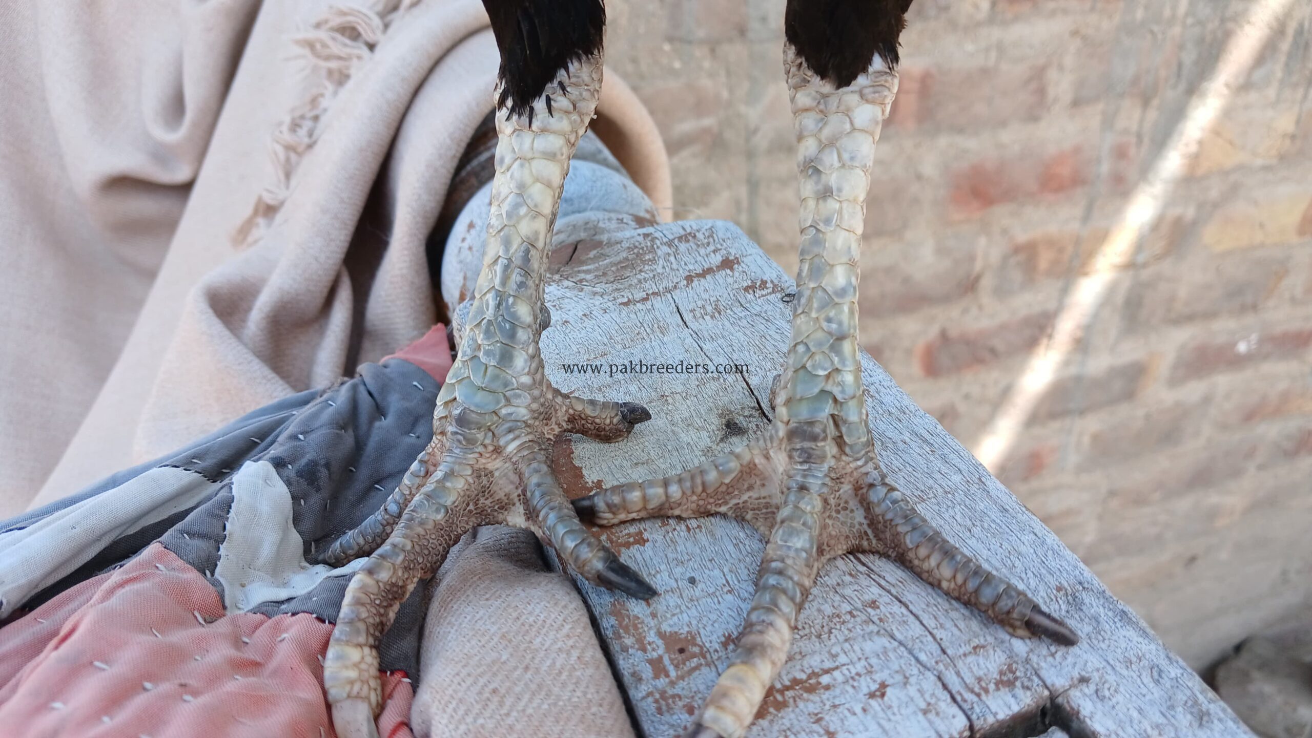Amroha aseel breeder madi