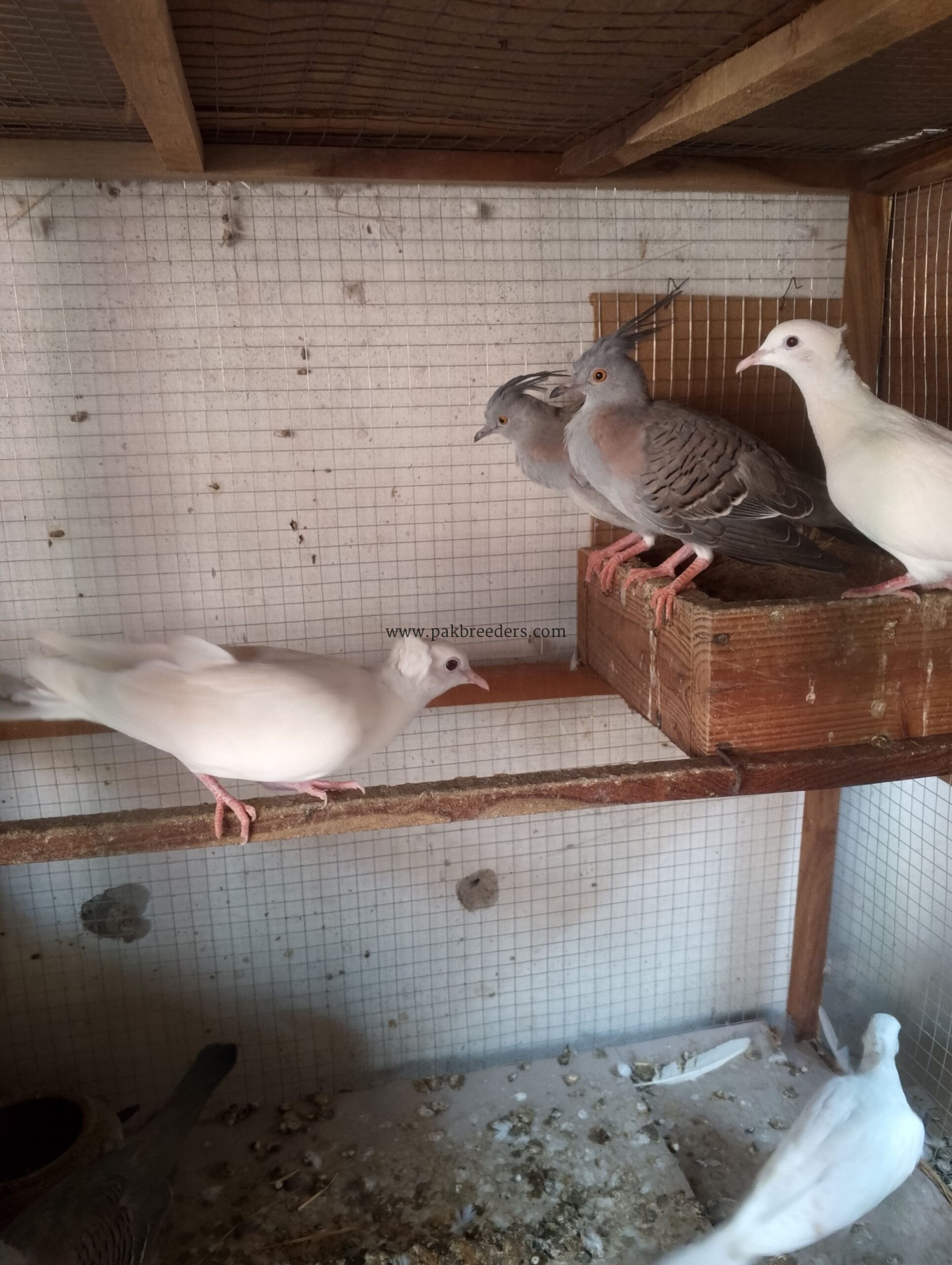 Crested dove / dove/chick’s ποΈ