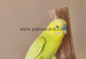 Budgies Male and Diamond Dove