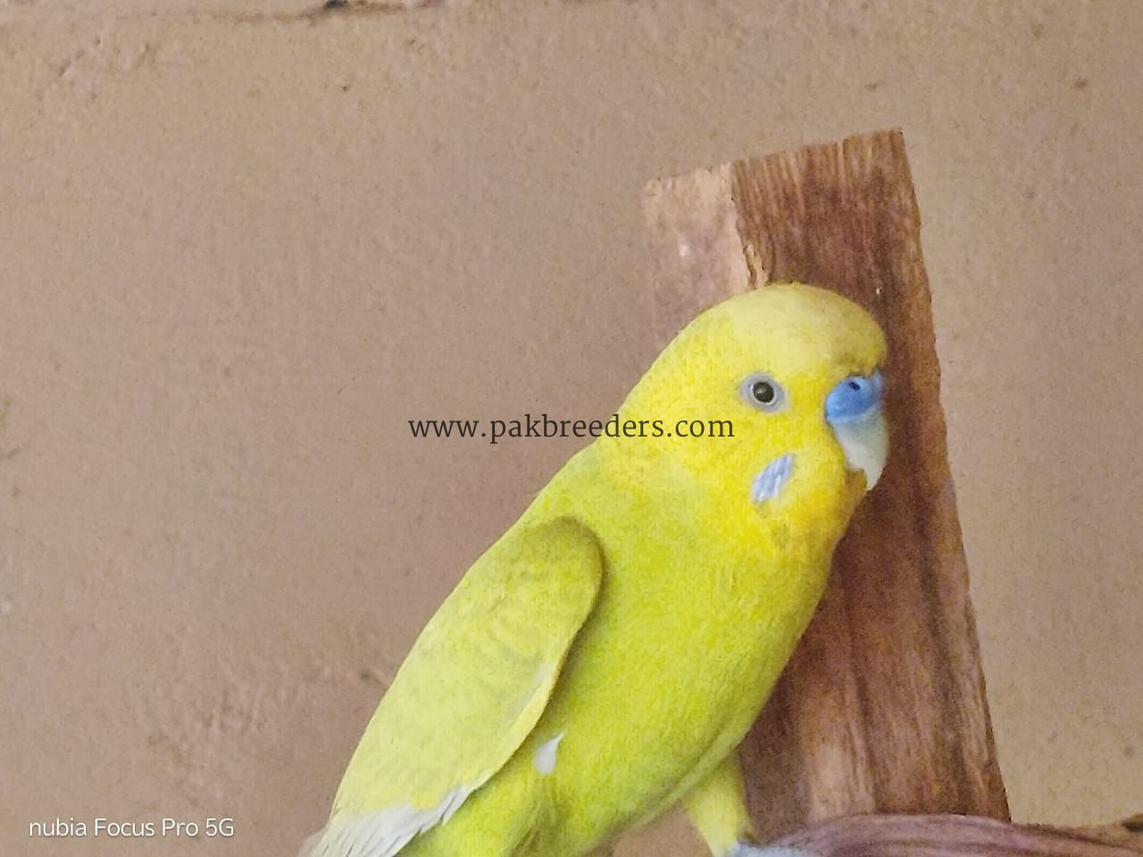 Budgies Male and Diamond Dove