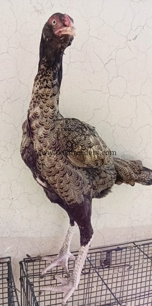🔥 Pure Thai Female Aseel – 2 Years