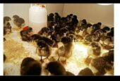 Pure Black Australorp Chicks for Sale | Healthy & Active