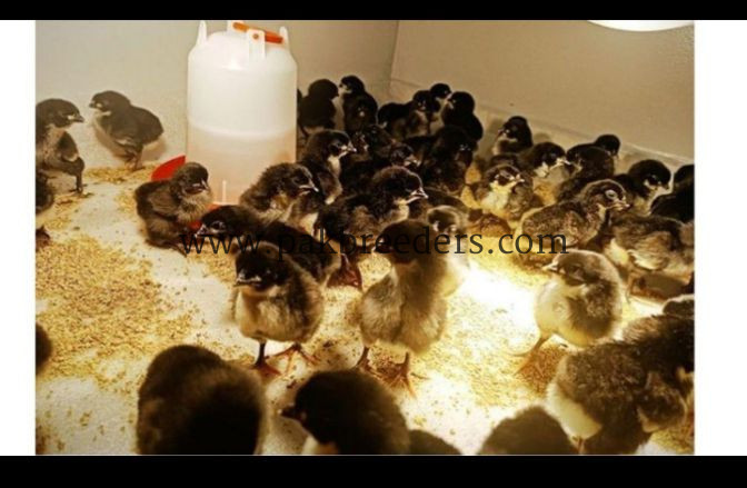 Pure Black Australorp Chicks for Sale | Healthy & Active