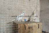 Cocktail breeder peir