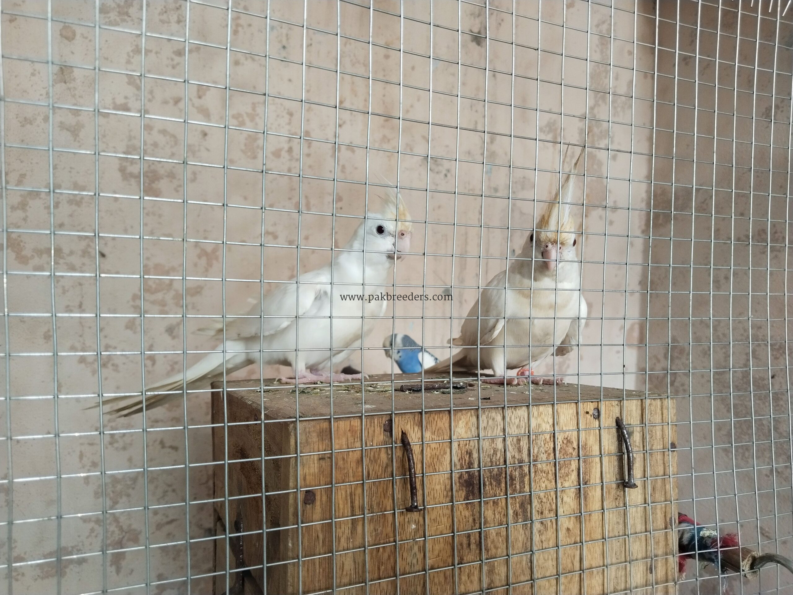 Cocktail breeder peir