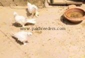 Farillback kabutar top quality full white yellow eyes s