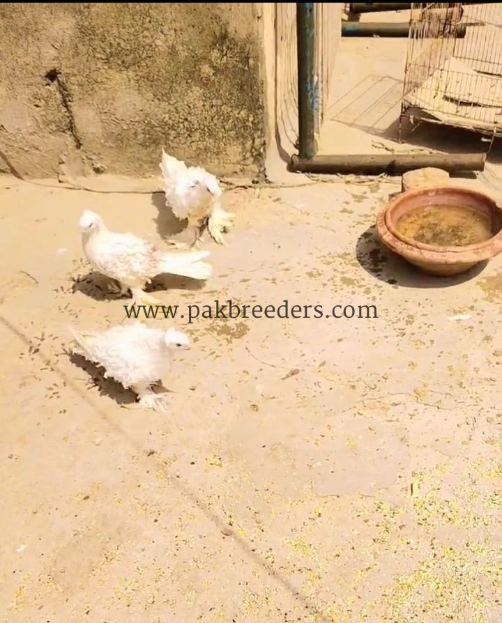 Farillback kabutar top quality full white yellow eyes s