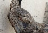 🔥 Pure Thai Female Aseel – 2 Years