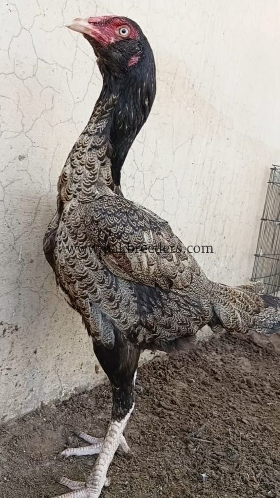 🔥 Pure Thai Female Aseel – 2 Years
