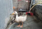 Healthy Duck Pair – Male & Female – 6 Months Old