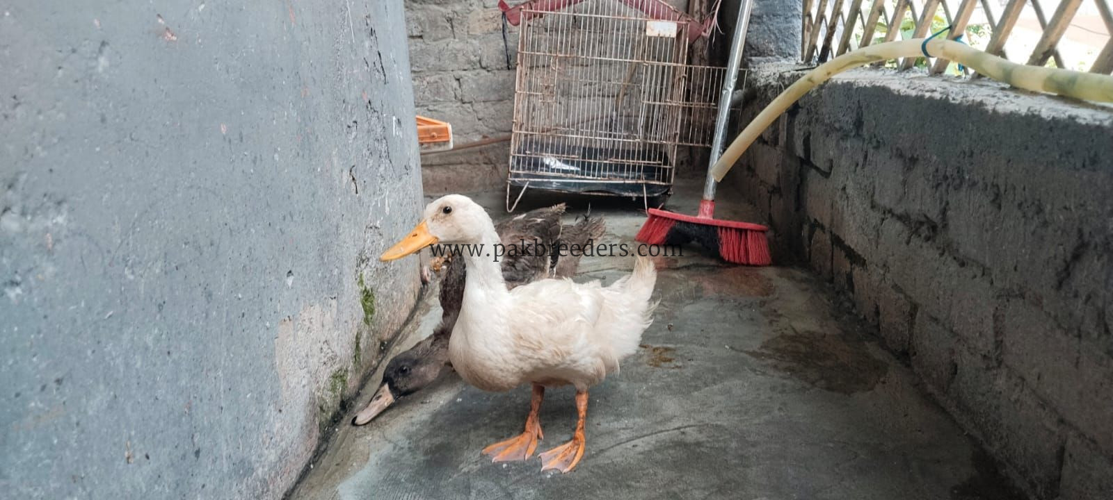 Healthy Duck Pair – Male & Female – 6 Months Old