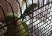 Green Ringneck Females