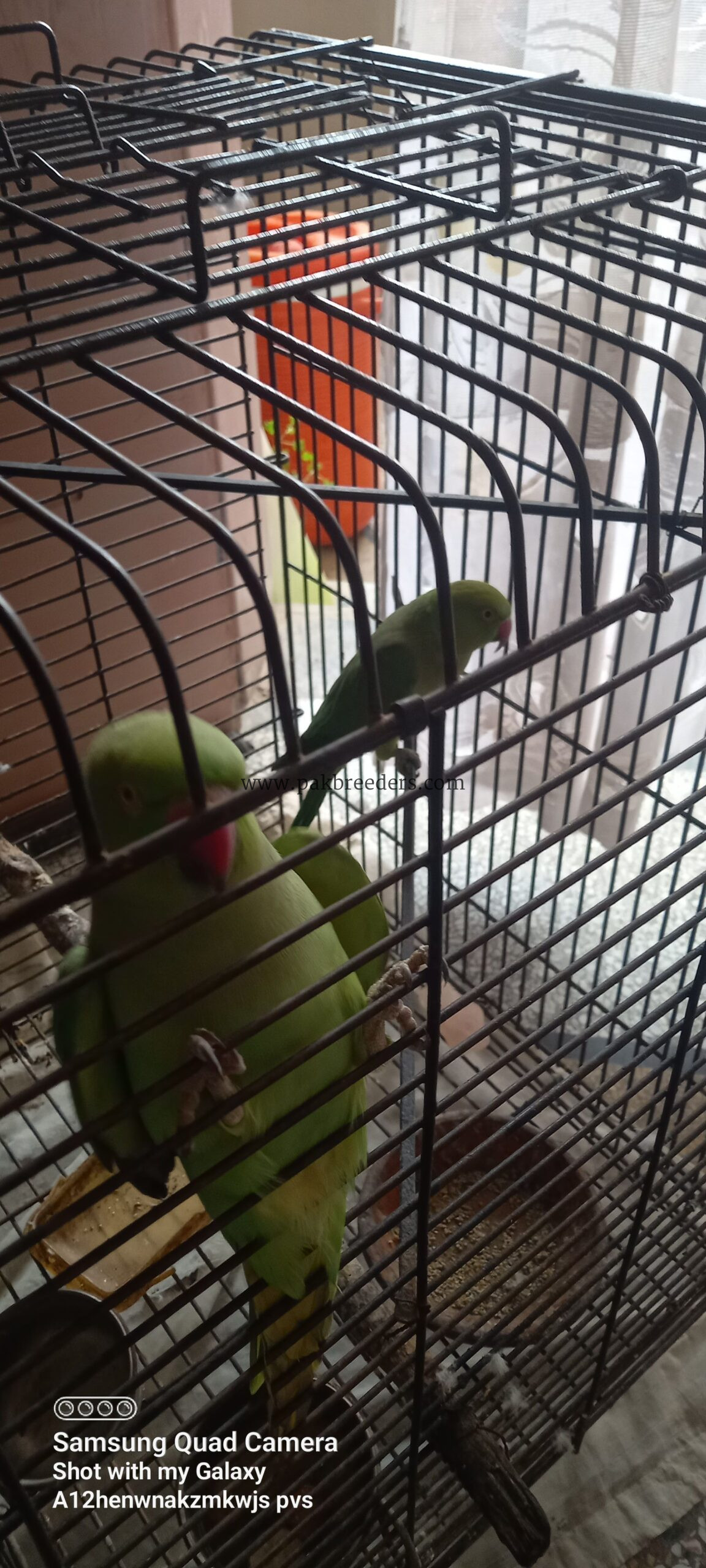 Green Ringneck Females