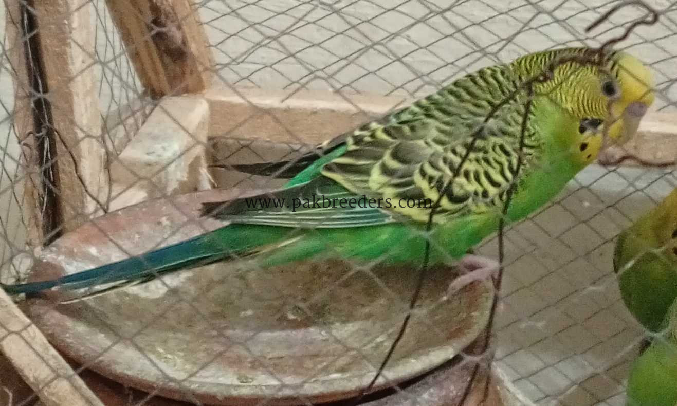 Best quality birds .