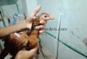 Pure aseel fighter murga ka bacha ha video available ha murga ki larai ki