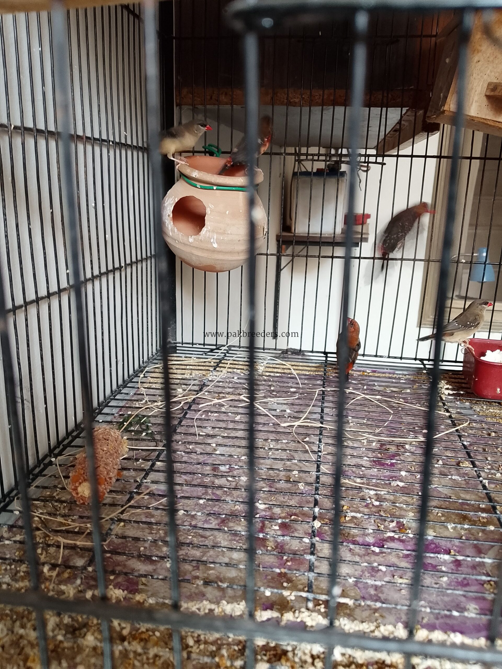 Strawberry 🍓 Finch