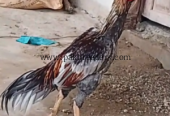 aseel murgha fighter sindhi