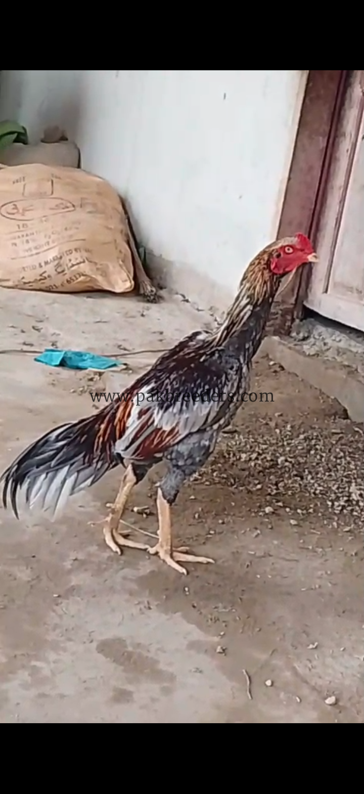 aseel murgha fighter sindhi