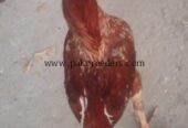 Hyd aseel sellers king