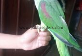 The parrot senter new