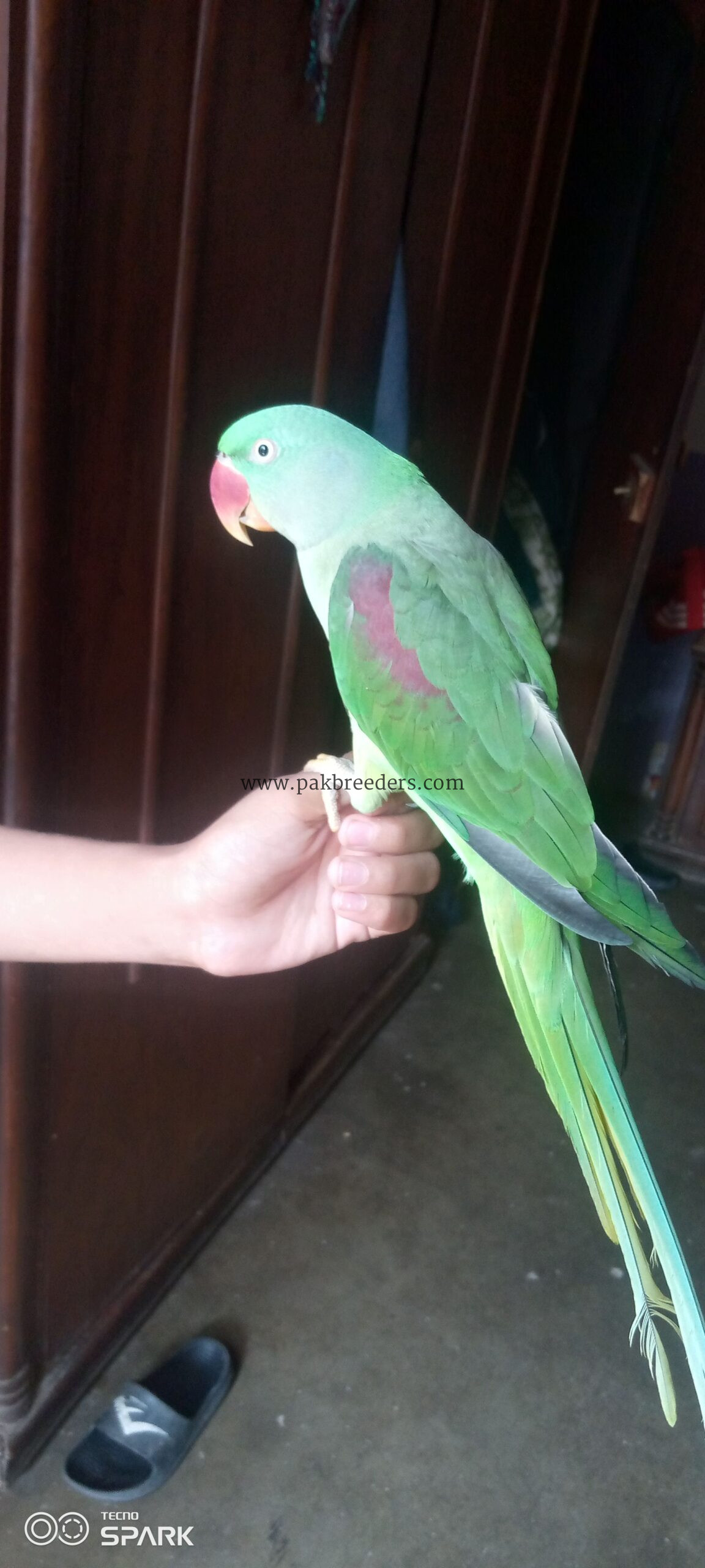 The parrot senter new