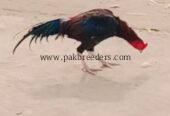 Rata aseel murga sell