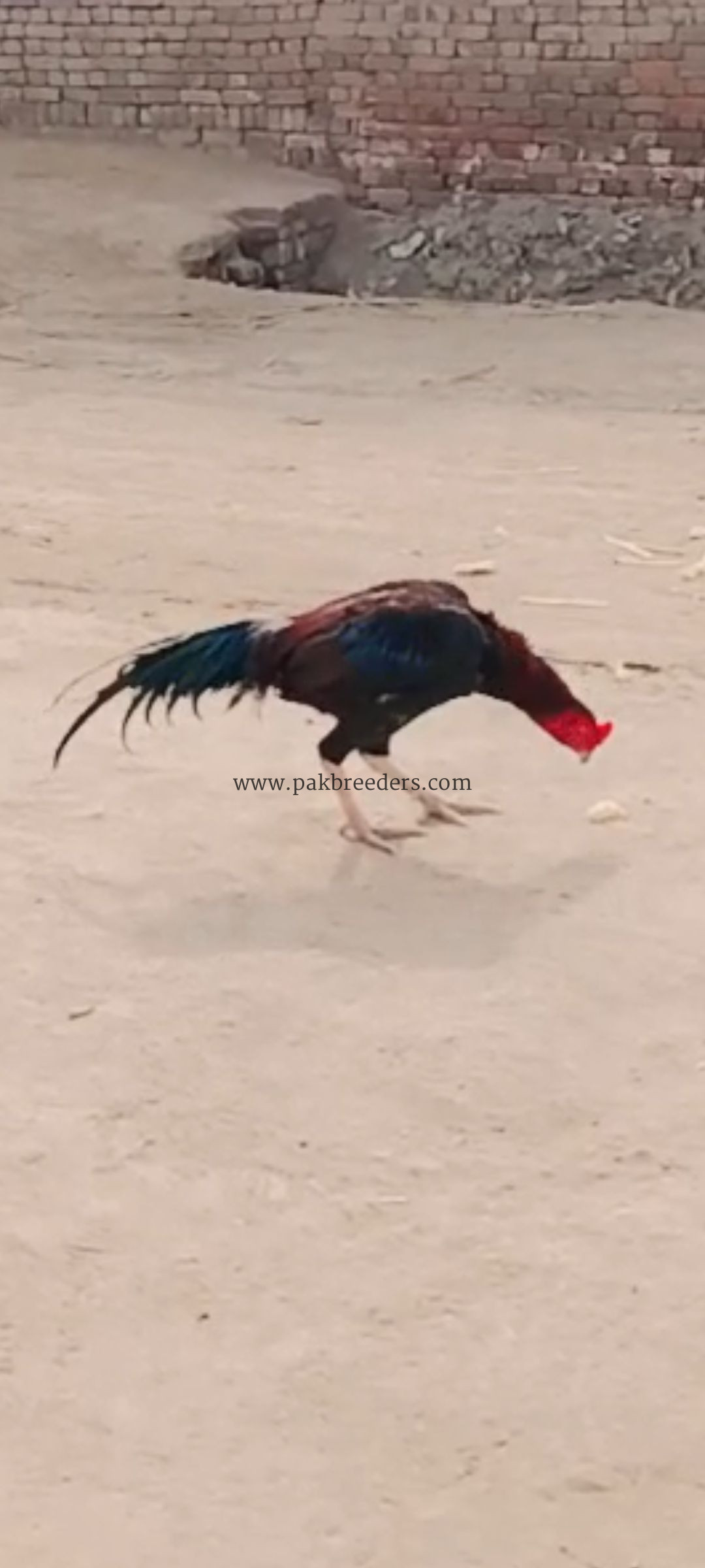Rata aseel murga sell