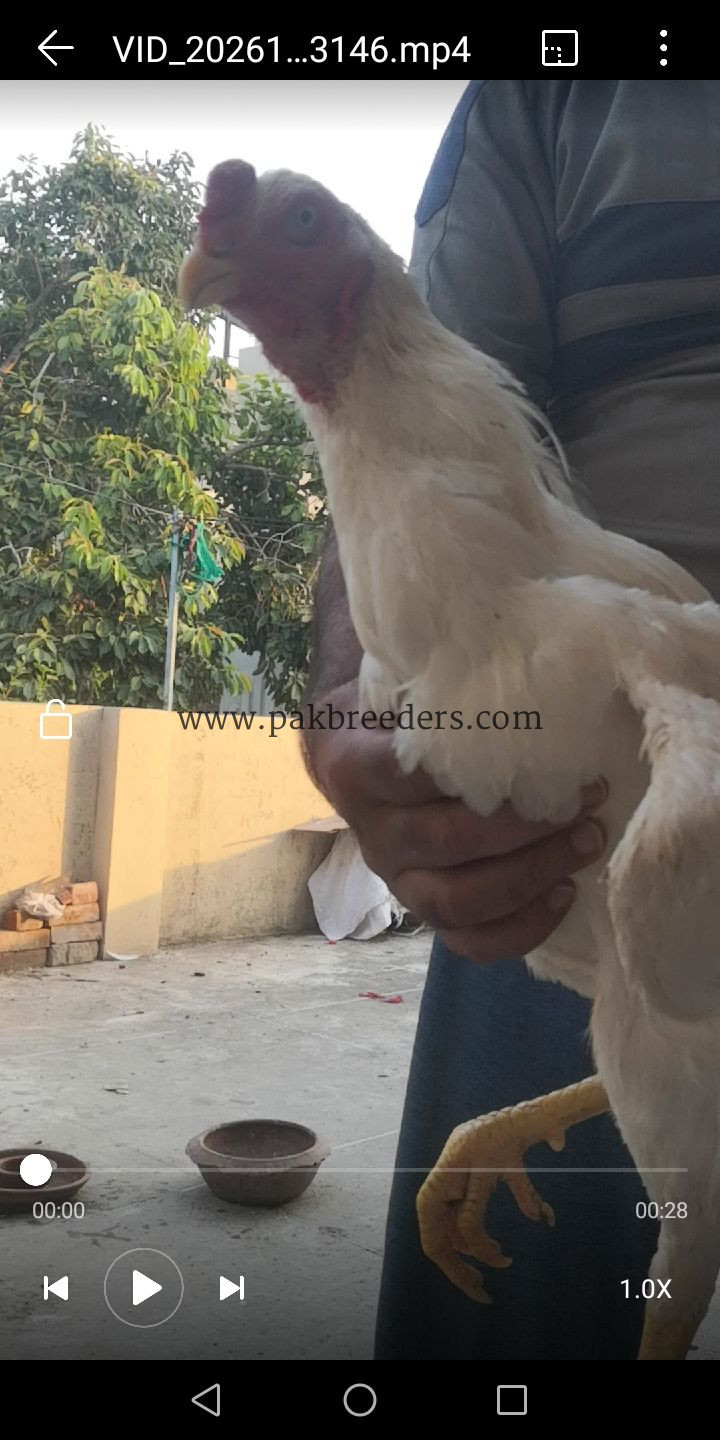 White German oshamoo permooz pathy